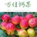 呆橘