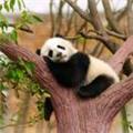 绿色很美