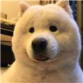 终究是客
