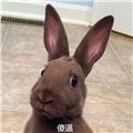 月亮升起了