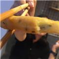  海棠花开 