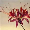 花開終贁落