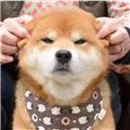 孤独ex不败