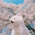 天生帅才