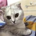 淮南生橘