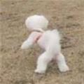情歌王